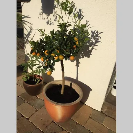 Apartmán Frisch Renovierte Auf Idyllischem Pferdehof